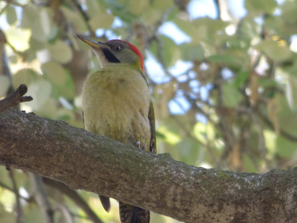 Levaillant's Woodpecker - Brian Allen