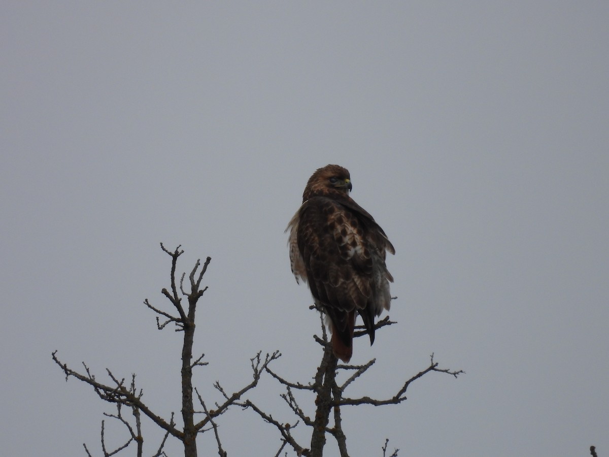 Red-tailed Hawk - ML615726589