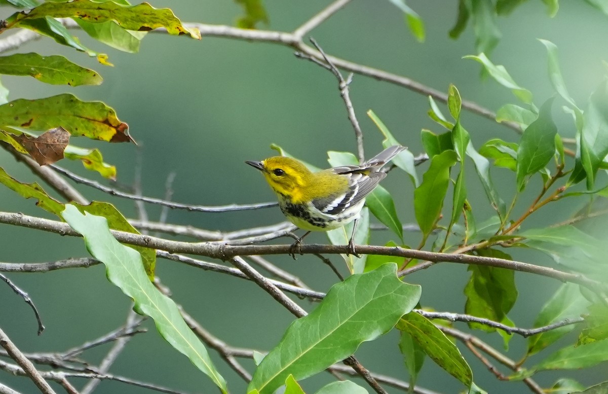 Black-throated Green Warbler - Jack Maynard