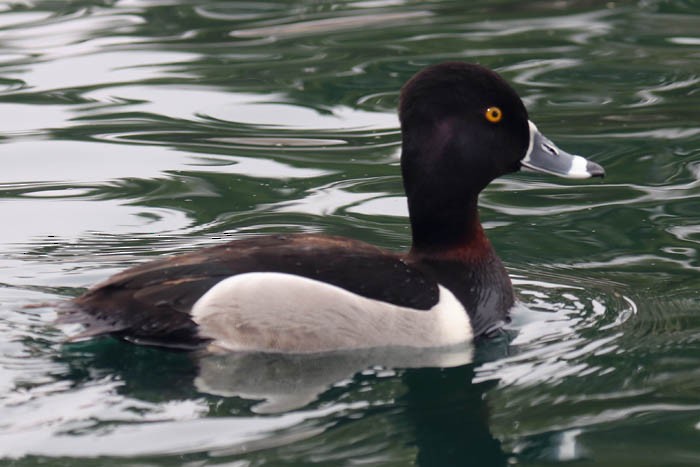 Ring-necked Duck - ML615726697