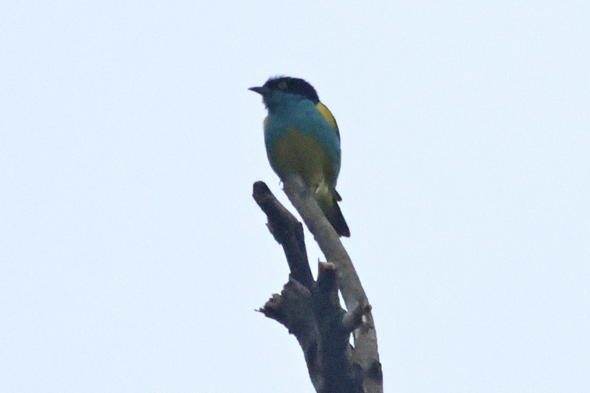 Black-faced Dacnis (Yellow-tufted) - ML615726746