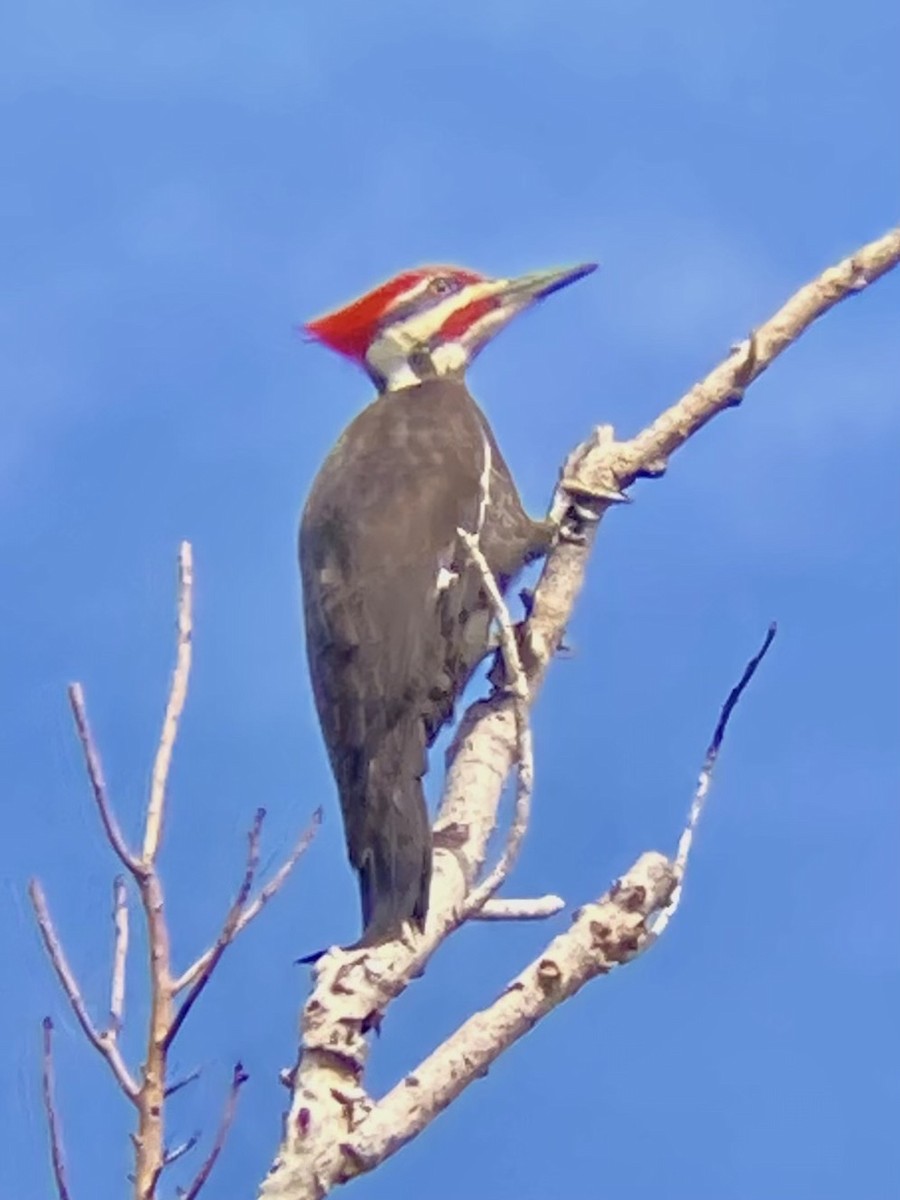 Pileated Woodpecker - ML615726833