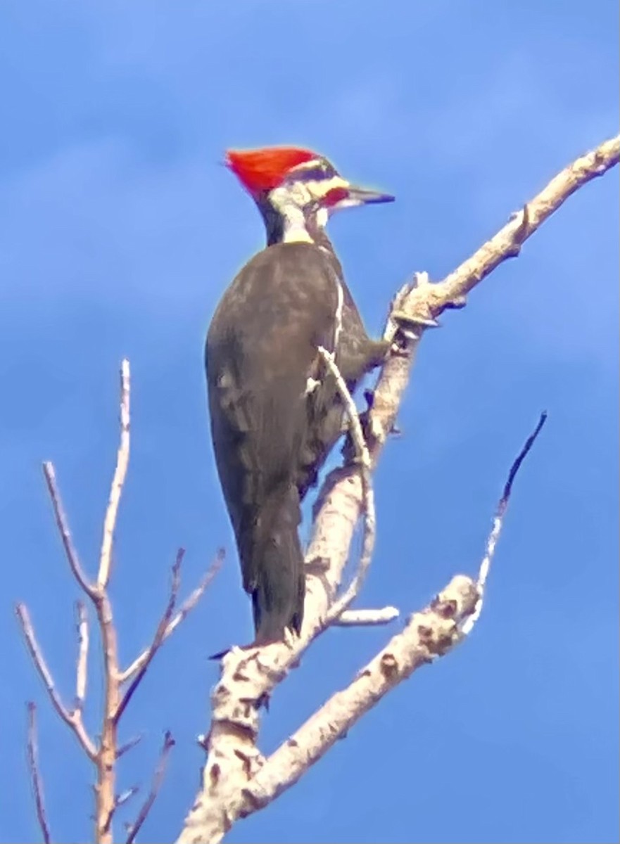 Pileated Woodpecker - ML615726834