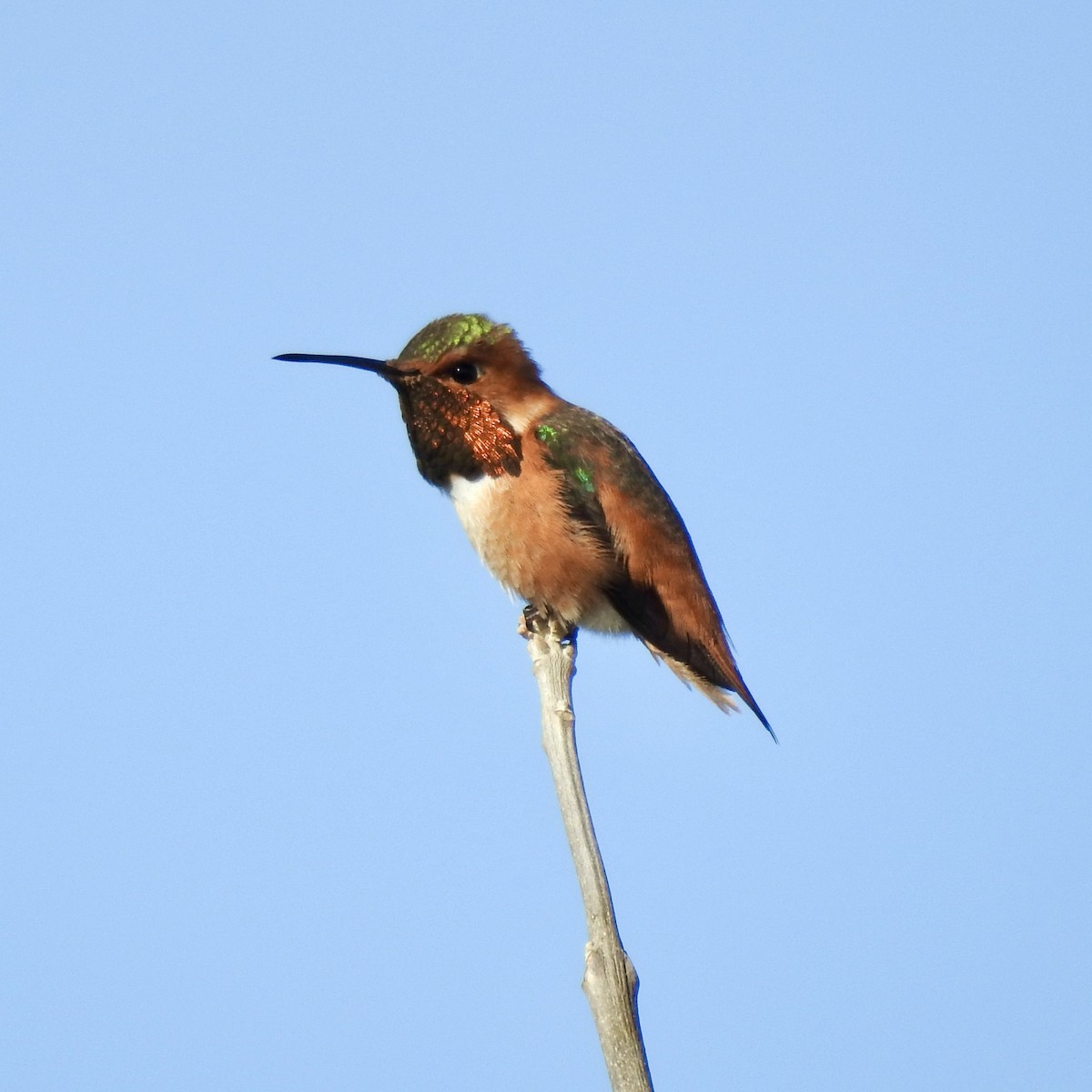 Allen's Hummingbird - ML615727059