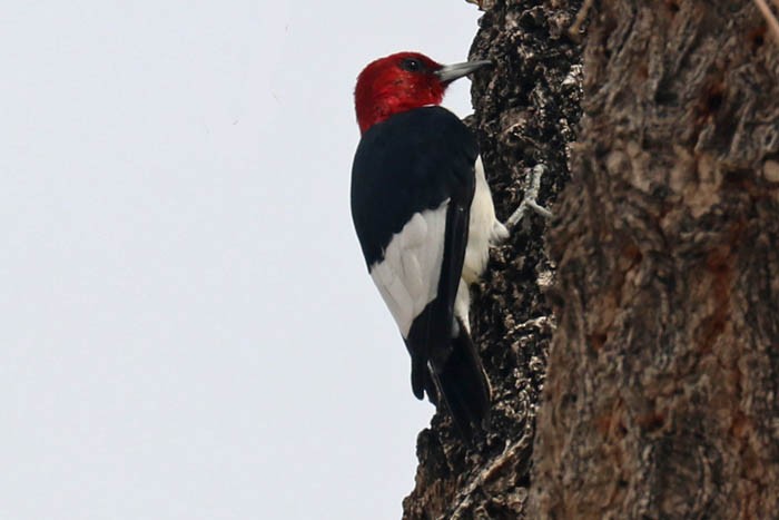 Red-headed Woodpecker - ML615727162