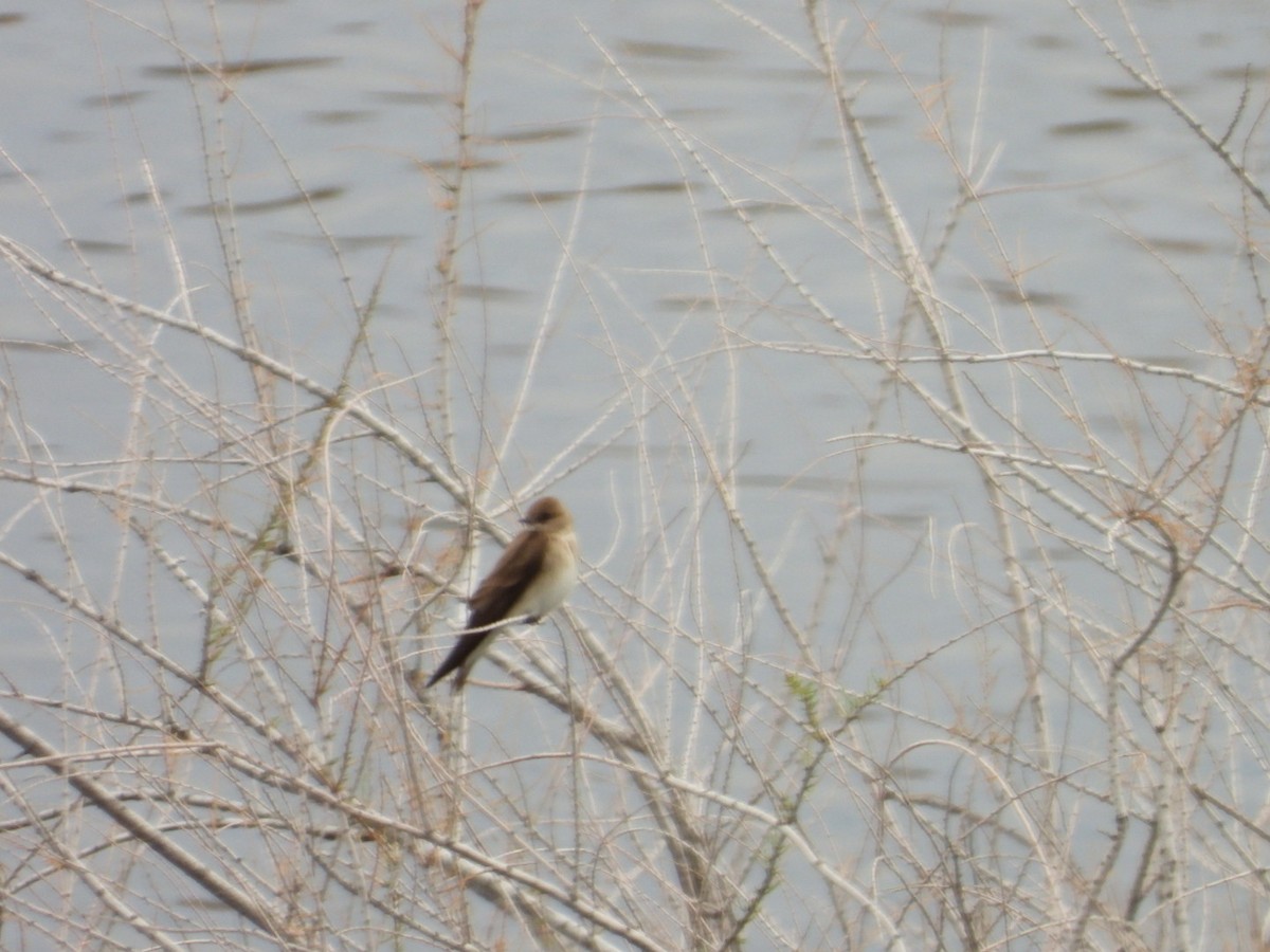 Northern Rough-winged Swallow - ML615727285
