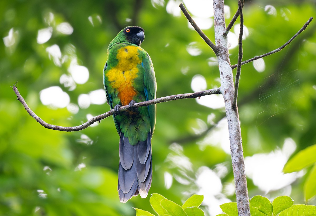 Masked Shining-Parrot - Forest Botial-Jarvis