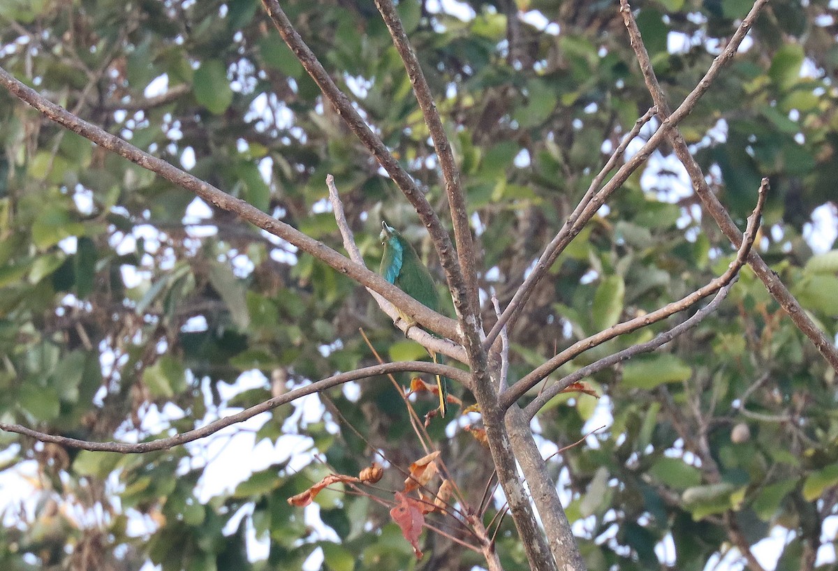 Blue-bearded Bee-eater - ML615727342