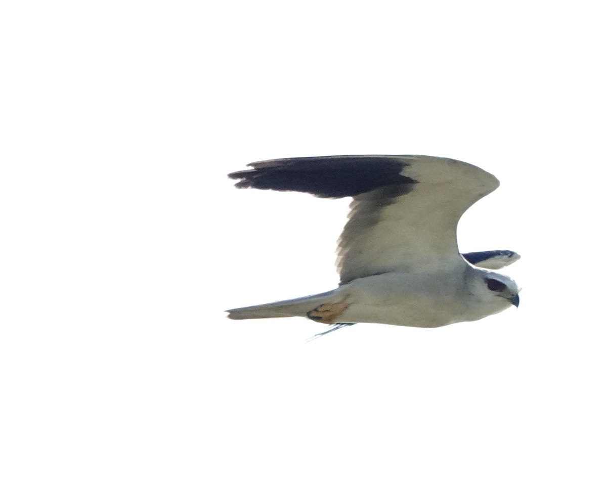 Black-winged Kite (Asian) - David Diller