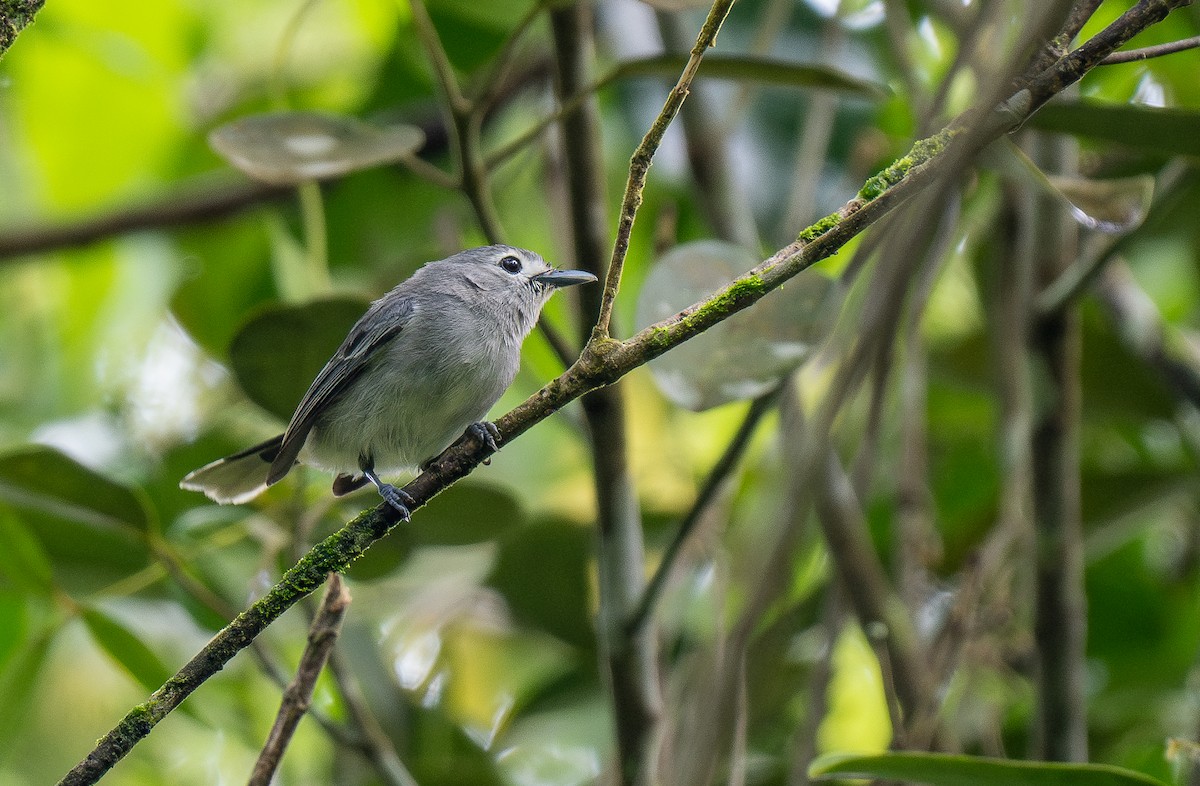Slaty Monarch - Forest Botial-Jarvis
