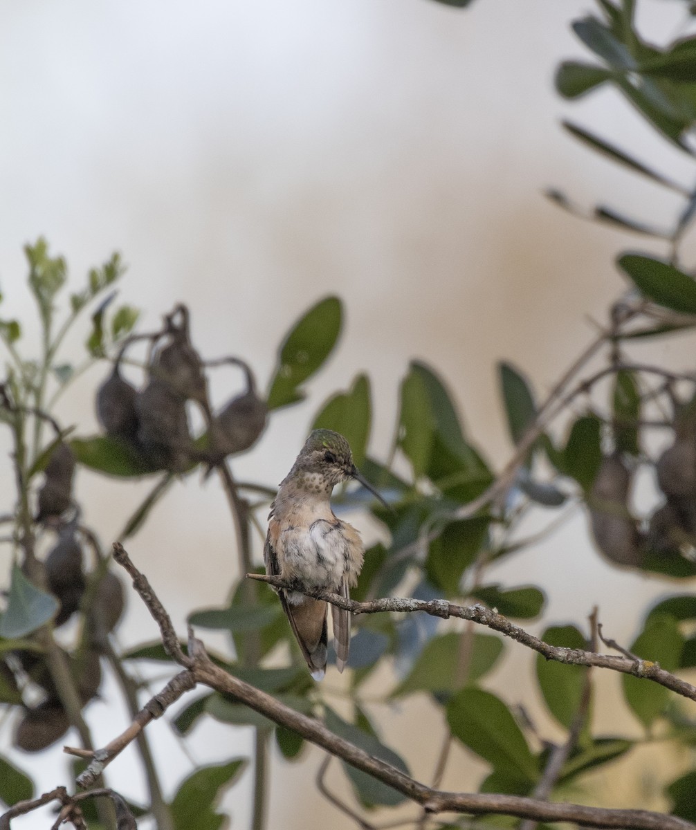 Broad-tailed Hummingbird - ML615727543