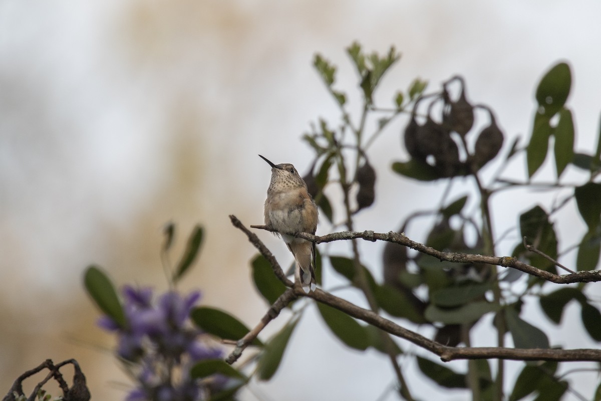 Broad-tailed Hummingbird - ML615727547