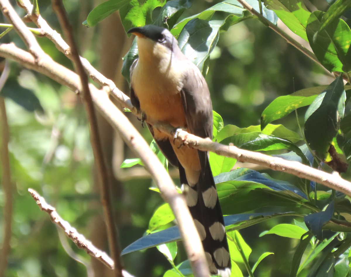 Mangrove Cuckoo - ML615727932