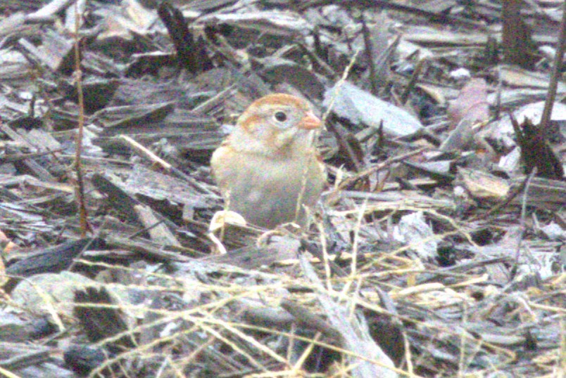 Field Sparrow - ML615728095