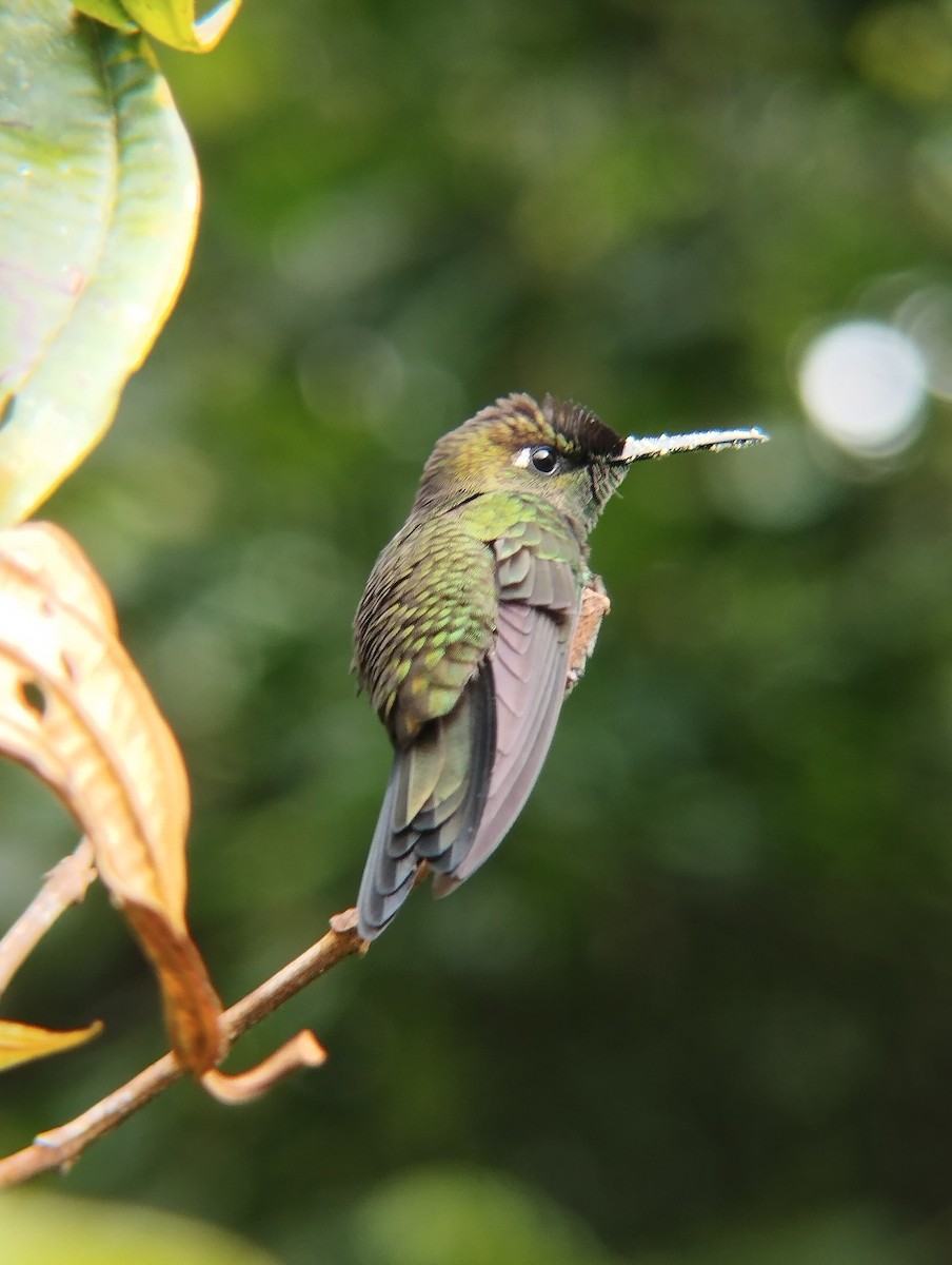 kolibřík fialovočelý - ML615728109
