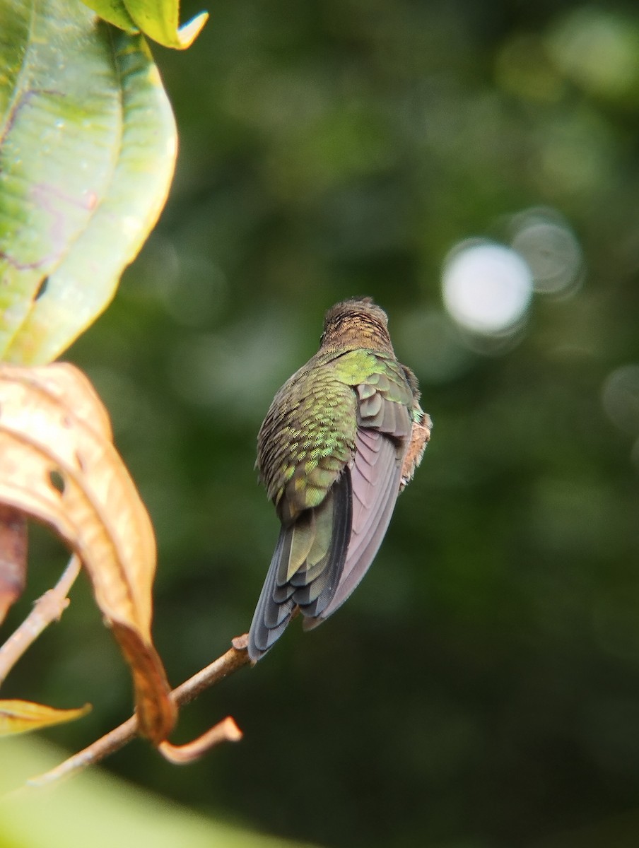 kolibřík fialovočelý - ML615728111