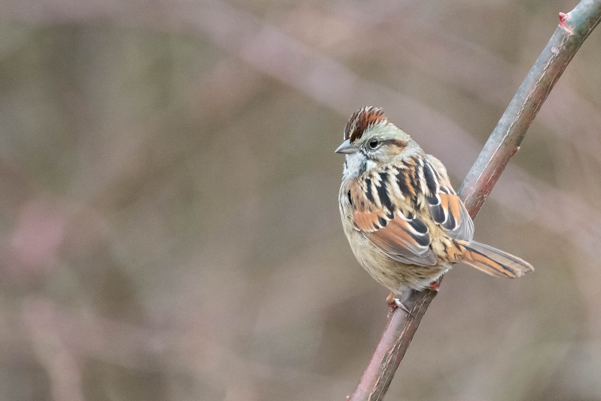 Swamp Sparrow - ML615728123