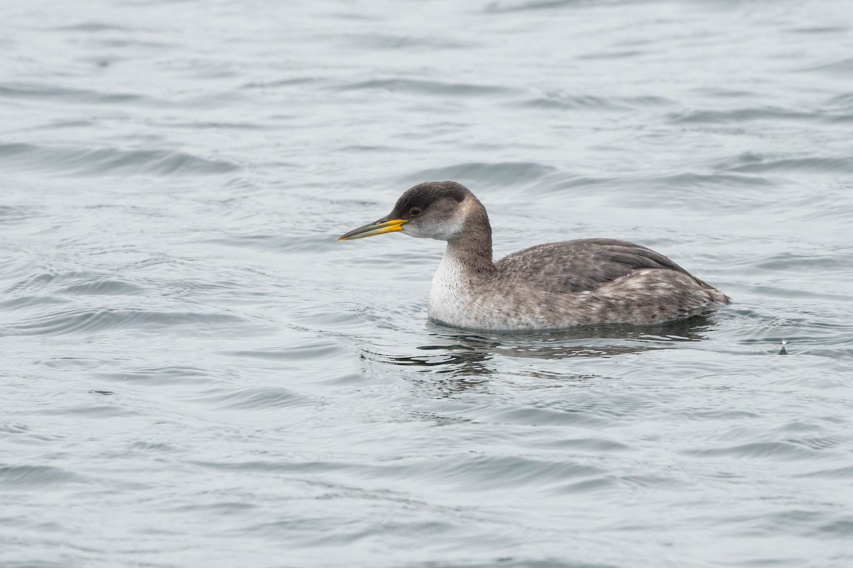 Red-necked Grebe - ML615728302
