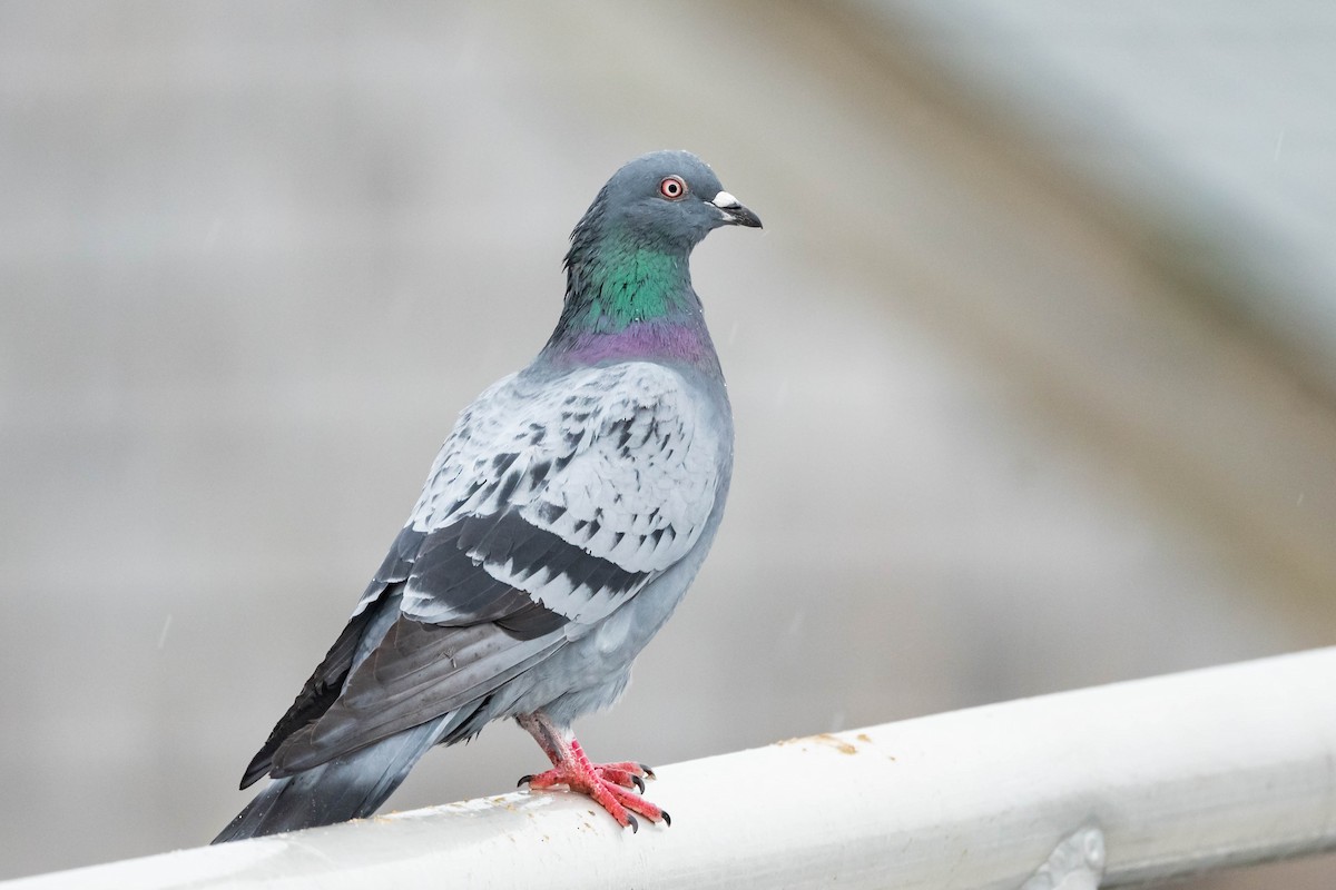 Rock Pigeon (Feral Pigeon) - Jonathan Irons