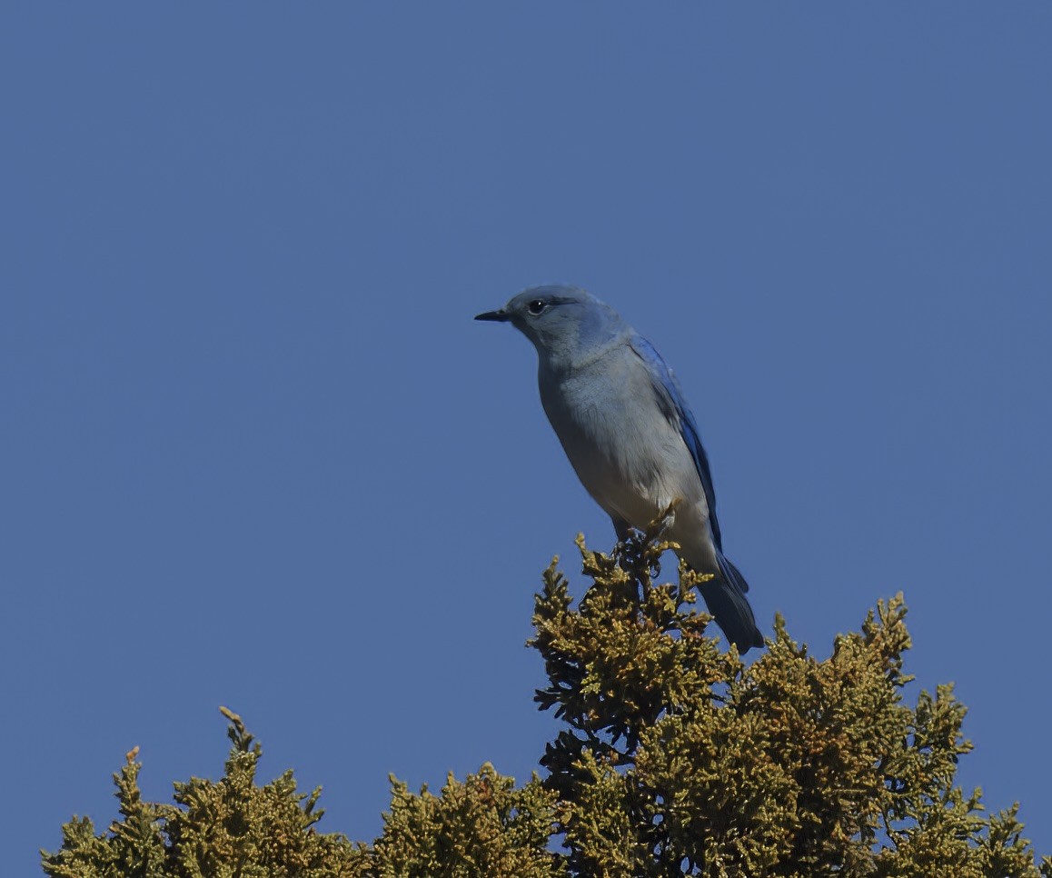 Mountain Bluebird - ML615728321