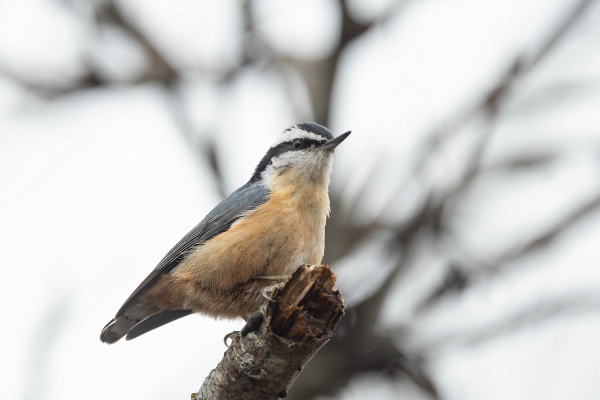 Red-breasted Nuthatch - Jonathan Irons