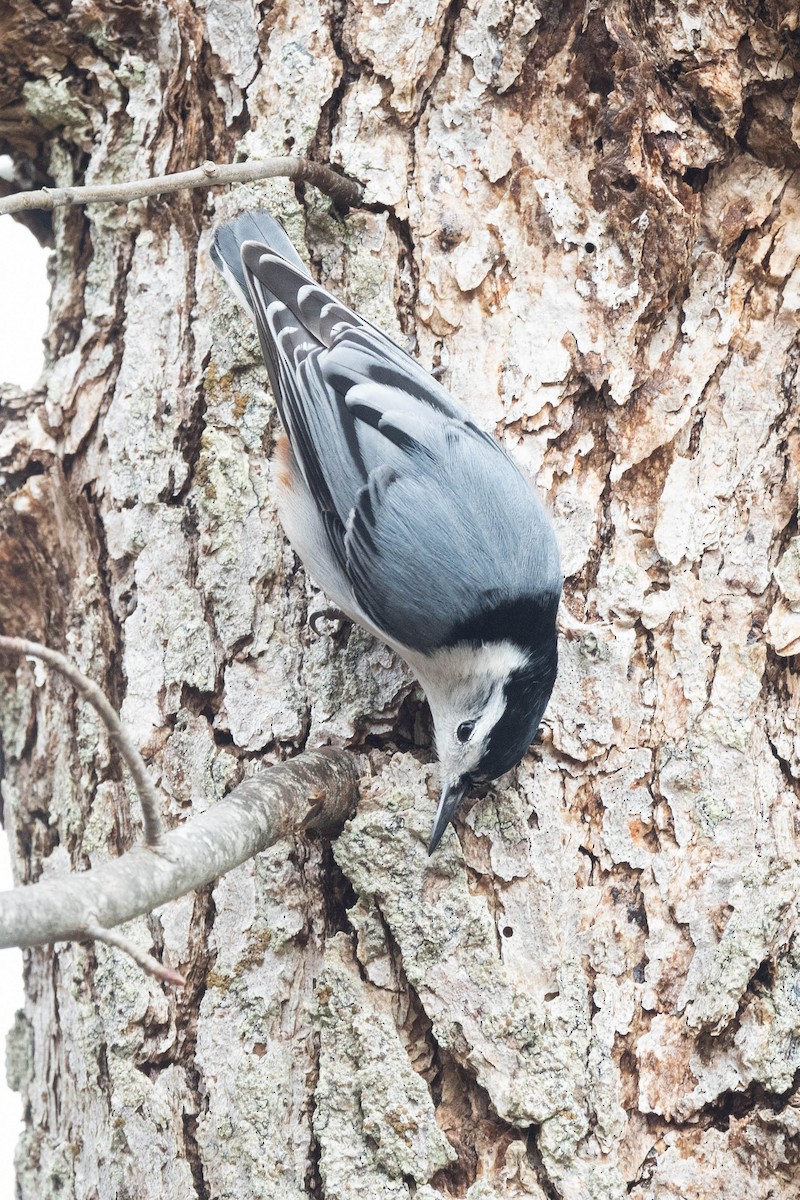White-breasted Nuthatch (Eastern) - ML615728381