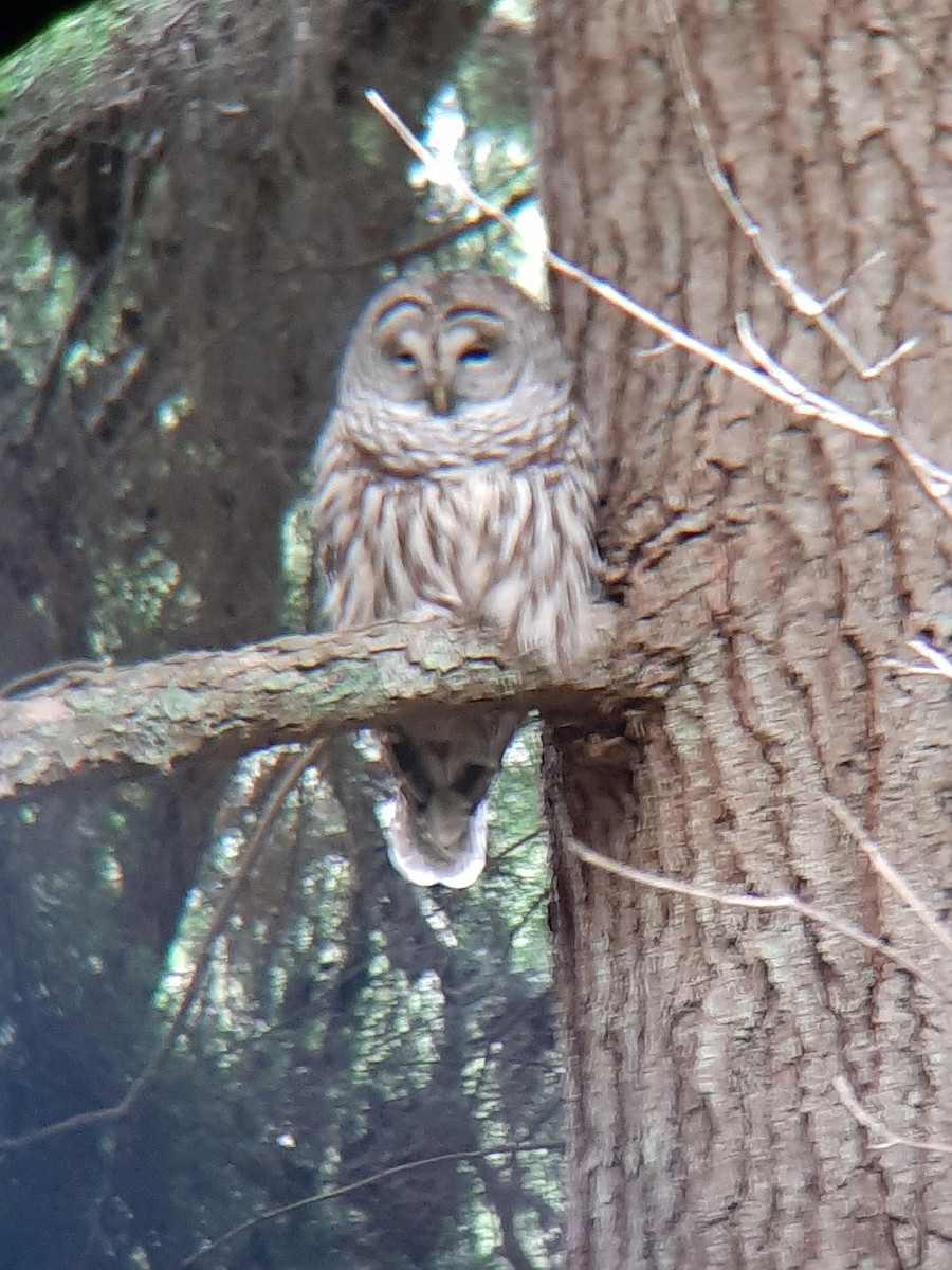 Barred Owl - ML615728385