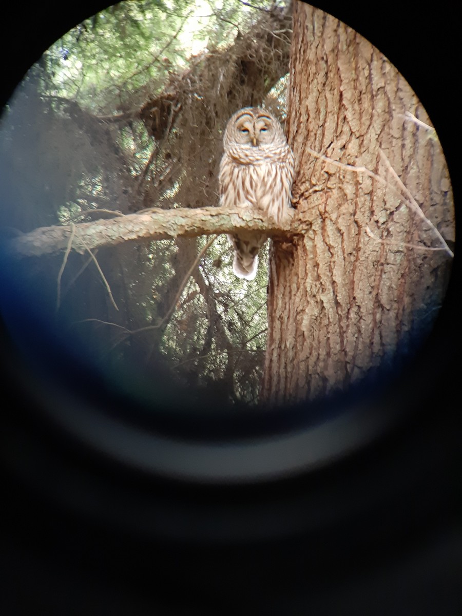 Barred Owl - ML615728387