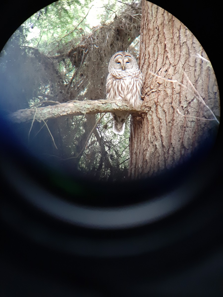 Barred Owl - ML615728389