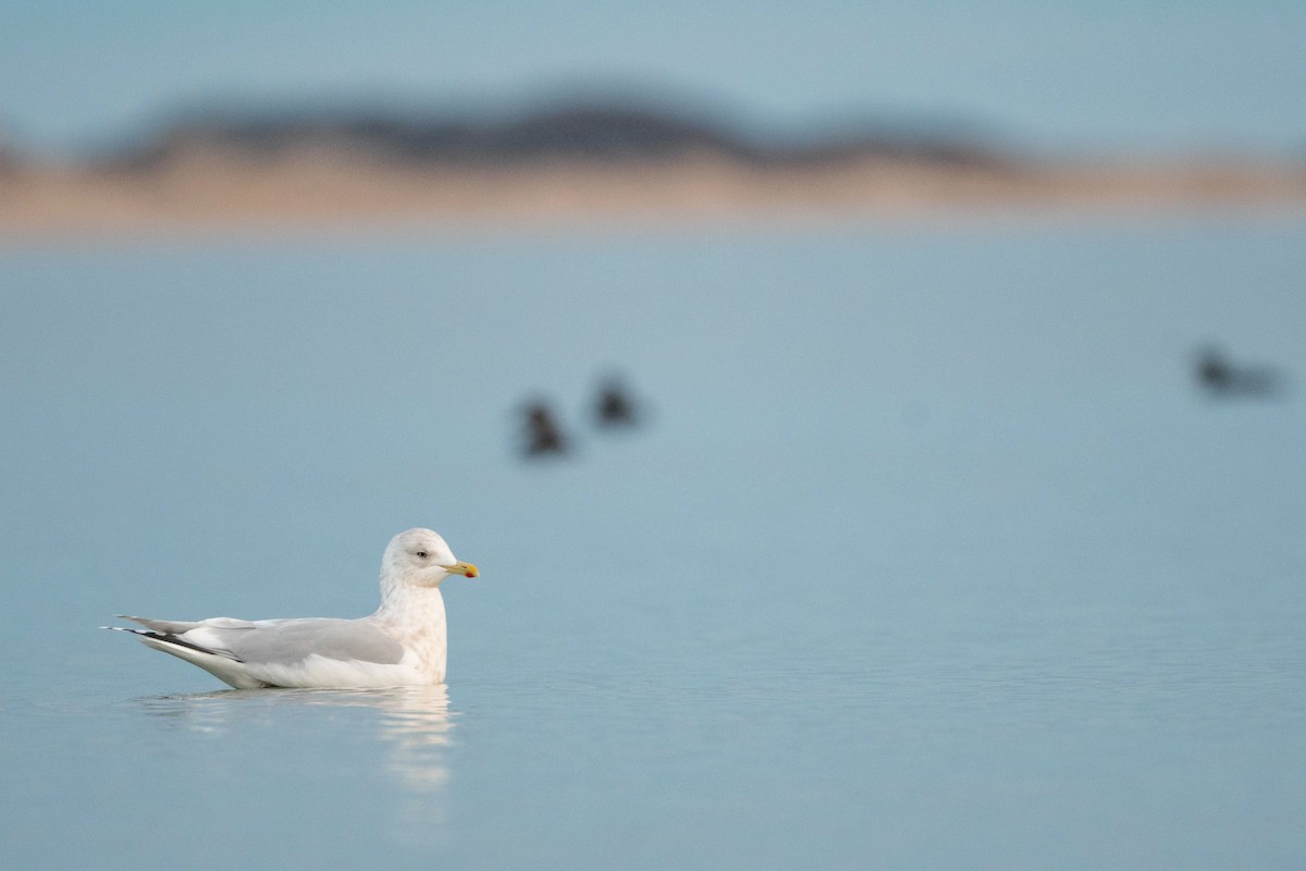 Iceland Gull (kumlieni) - Jonathan Irons