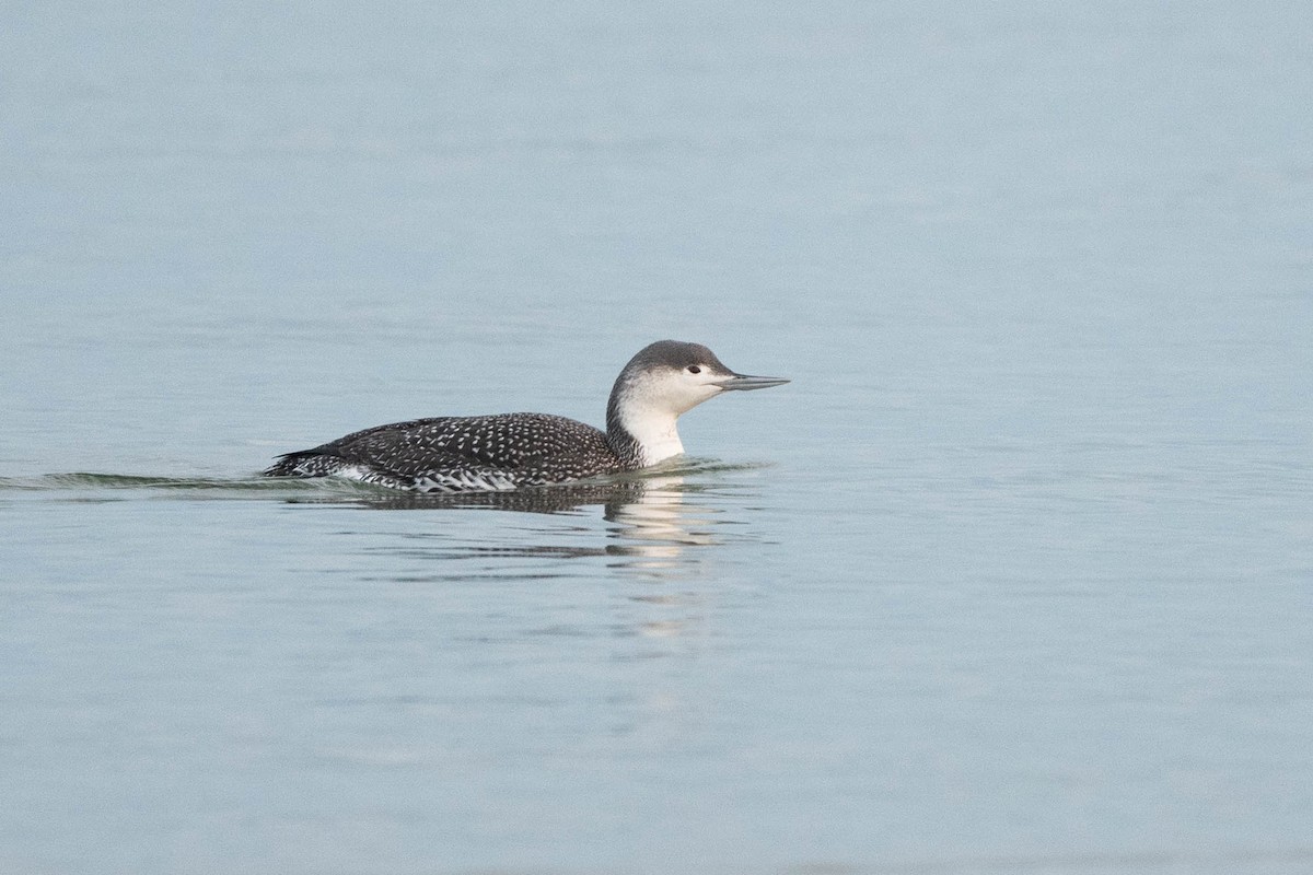 Red-throated Loon - Jonathan Irons