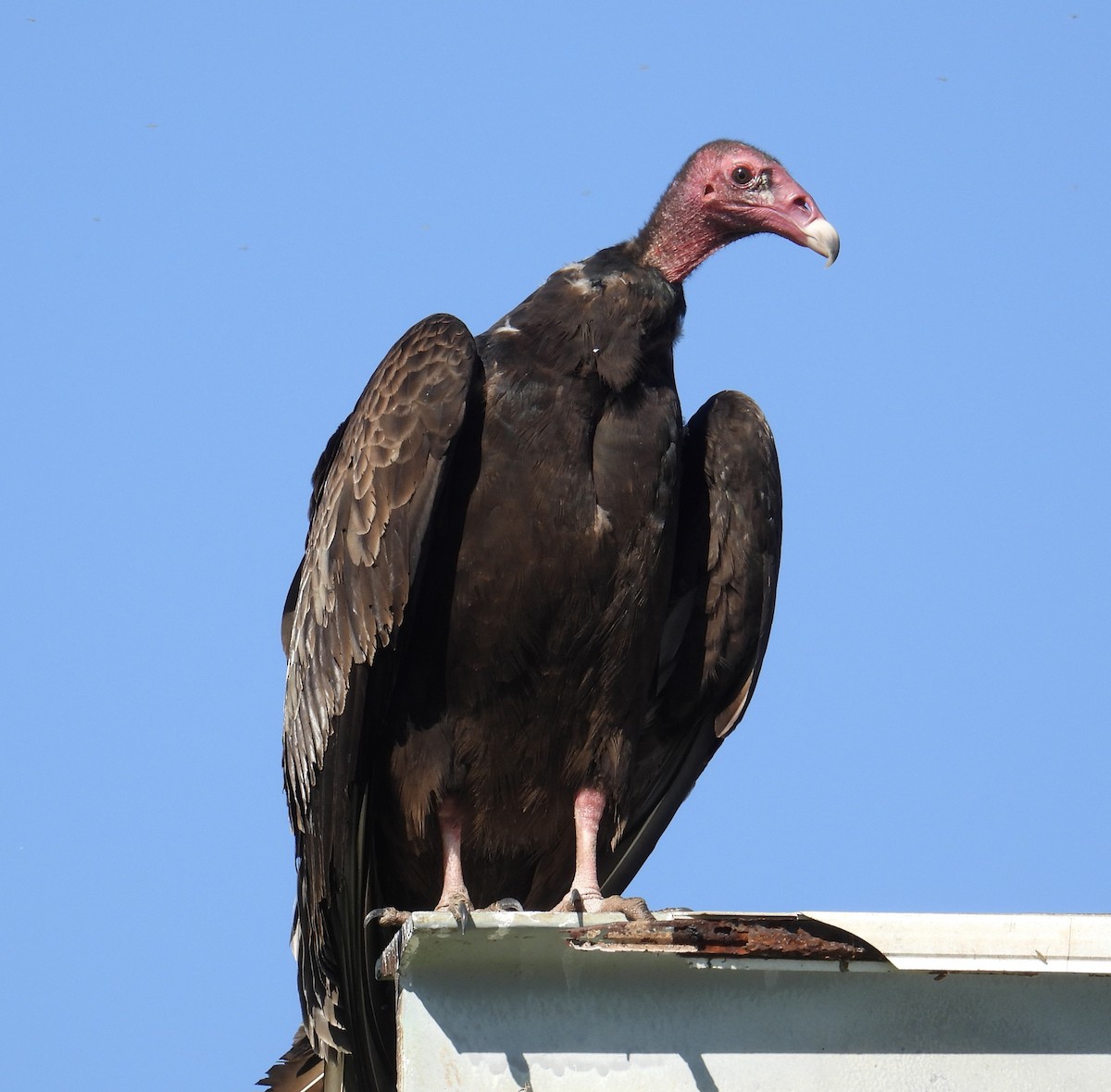 Turkey Vulture - ML615728420