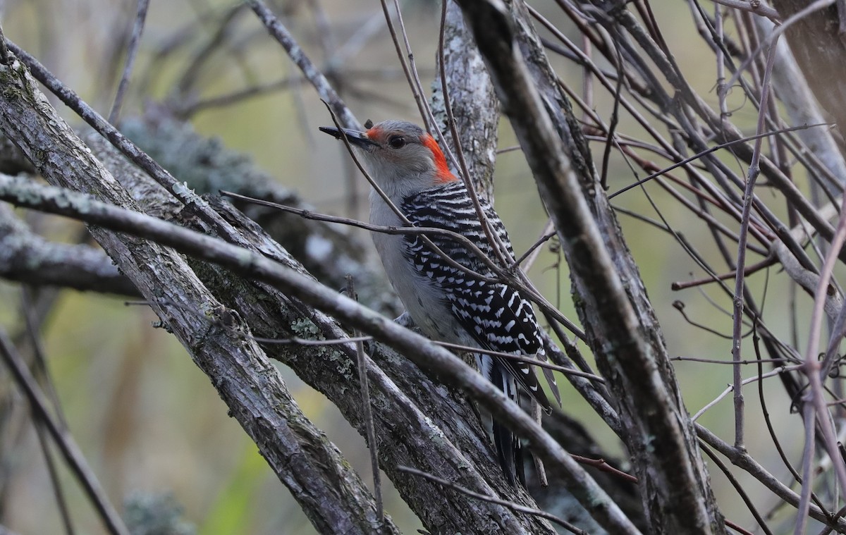 Red-bellied Woodpecker - ML615728470