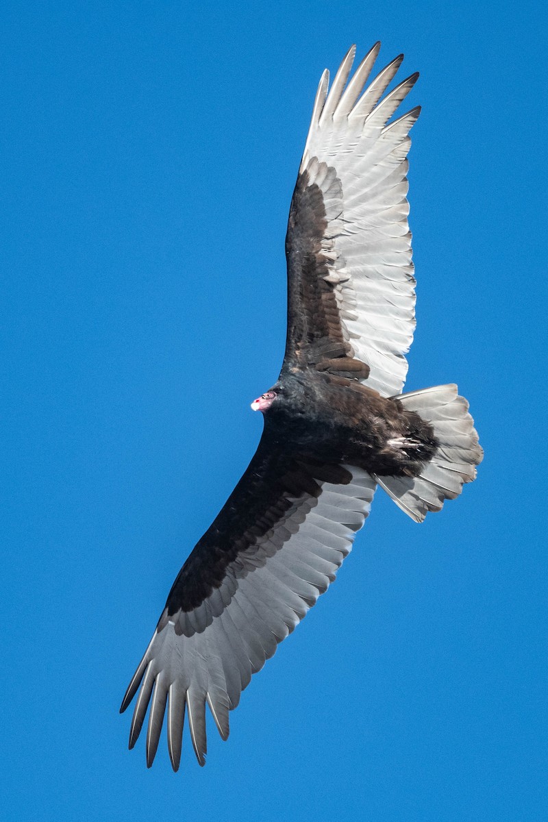 Turkey Vulture - ML615728473