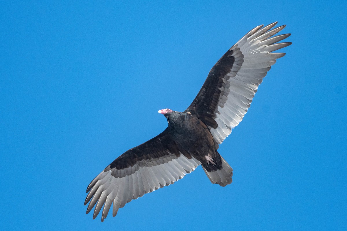 Turkey Vulture - ML615728474