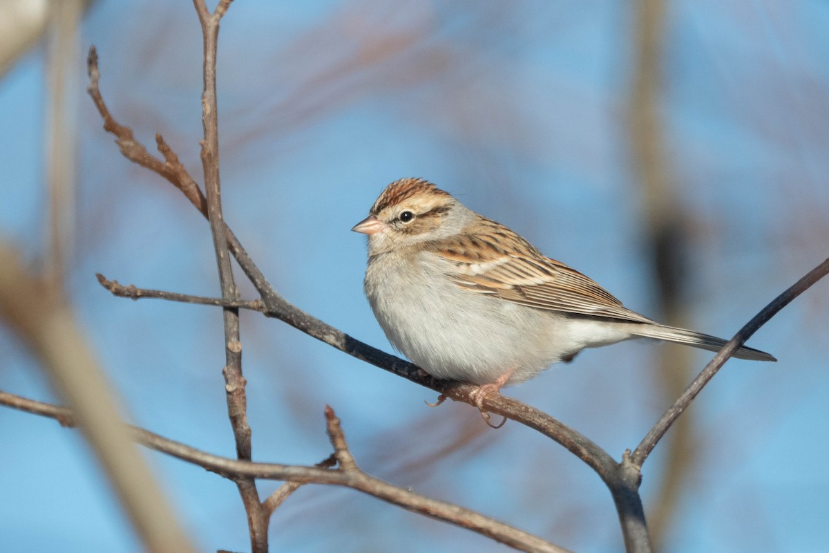 Chipping Sparrow - ML615728496