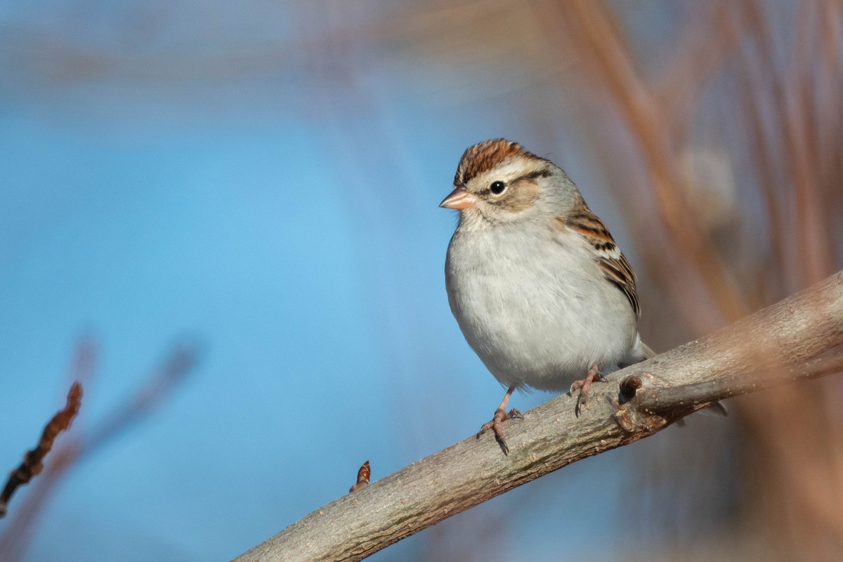 Chipping Sparrow - ML615728497