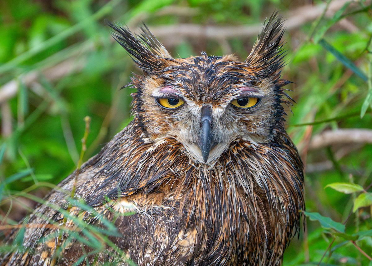 Great Horned Owl - ML615728573