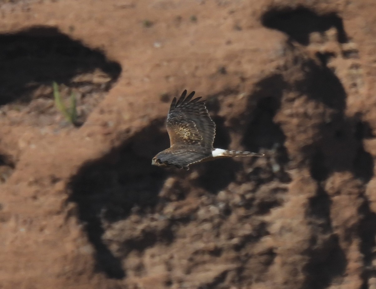 Northern Harrier - ML615728599