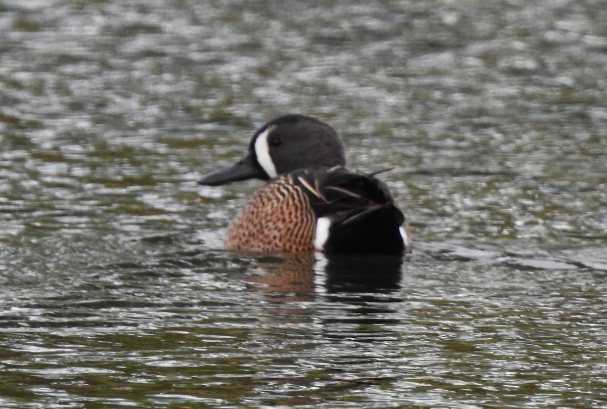 Blue-winged Teal - ML615728670