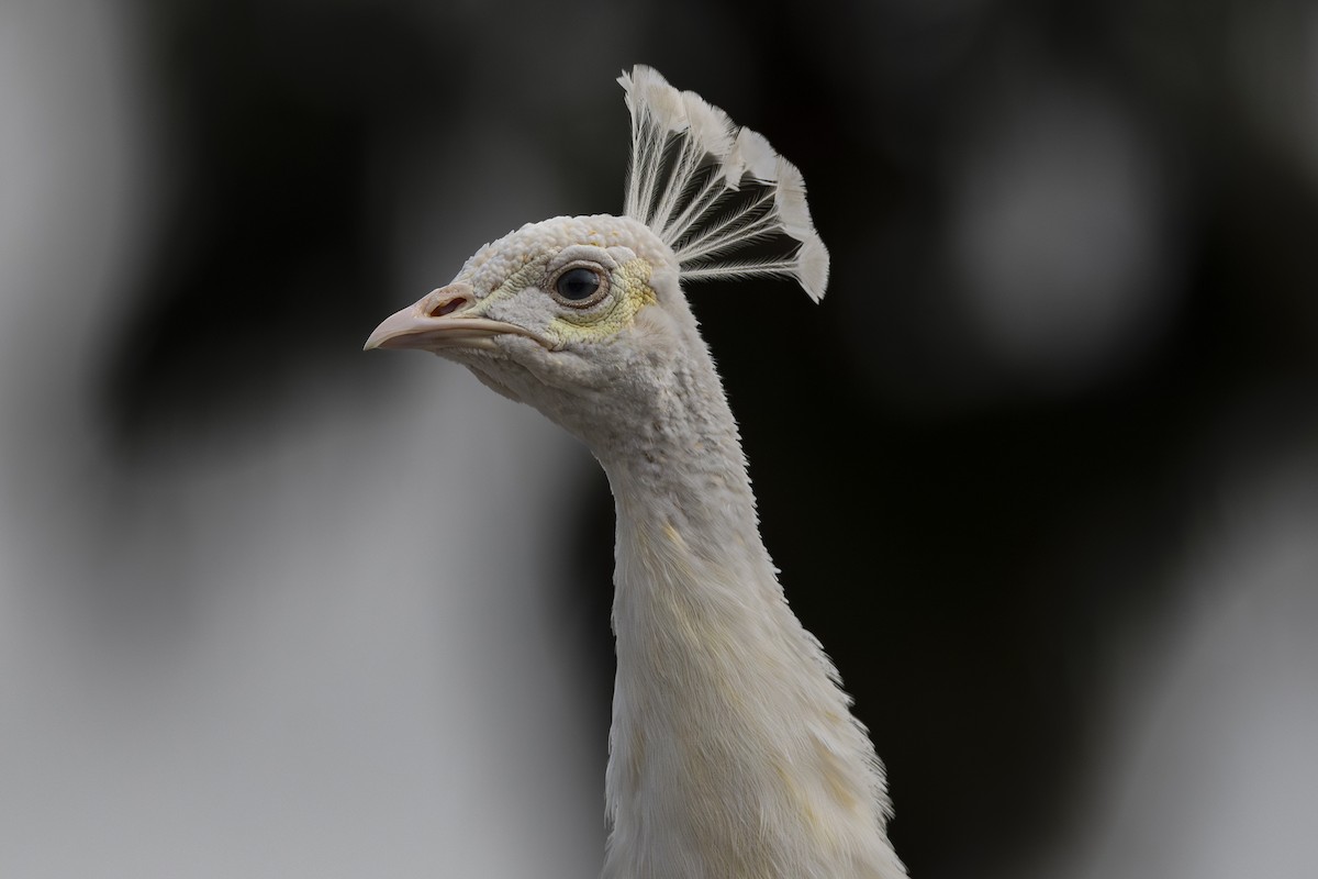 Indian Peafowl (Domestic type) - ML615728748
