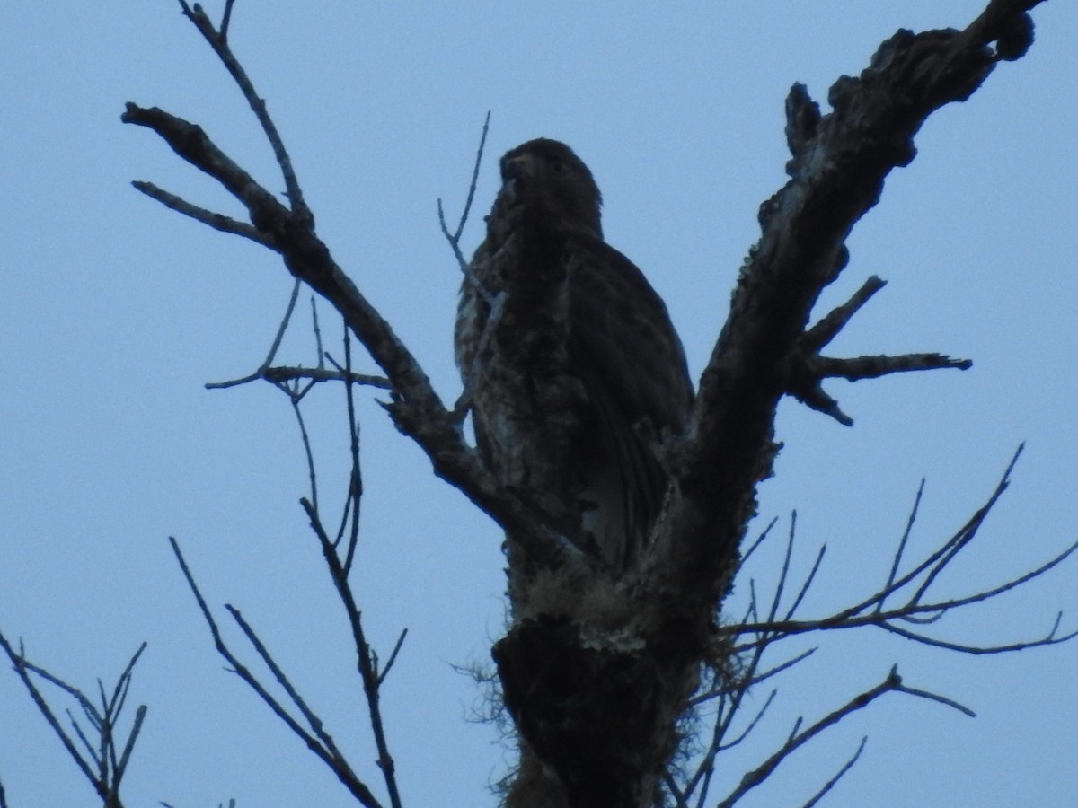 Broad-winged Hawk (Caribbean) - ML615728755