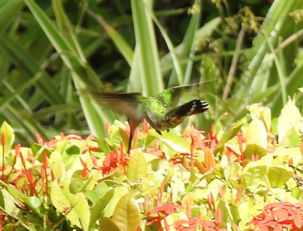 Dominikanermangokolibri - ML615728769