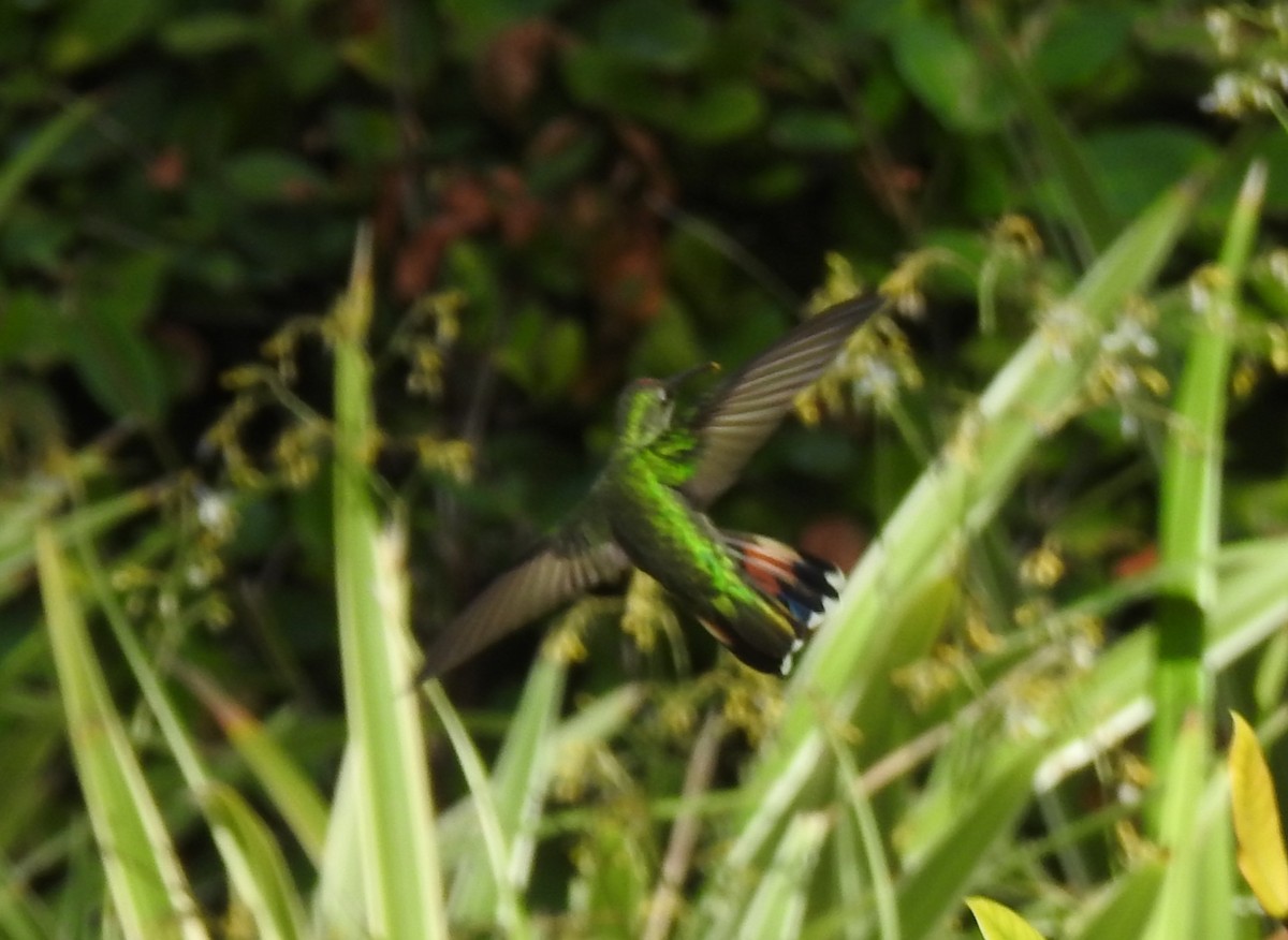 kolibřík hispaniolský - ML615728773