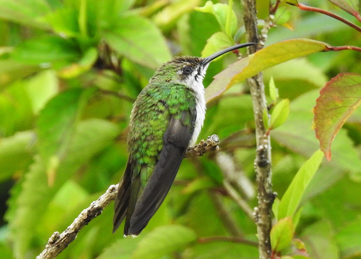 kolibřík haitský - ML615728833