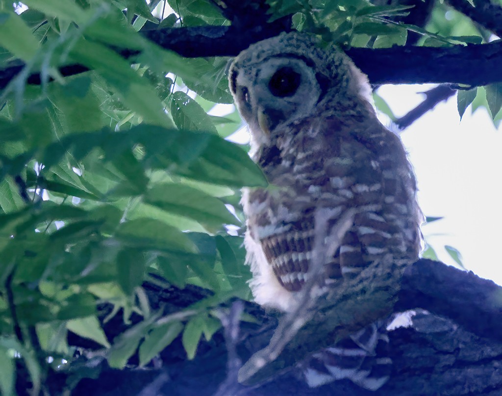 Barred Owl - ML615728844