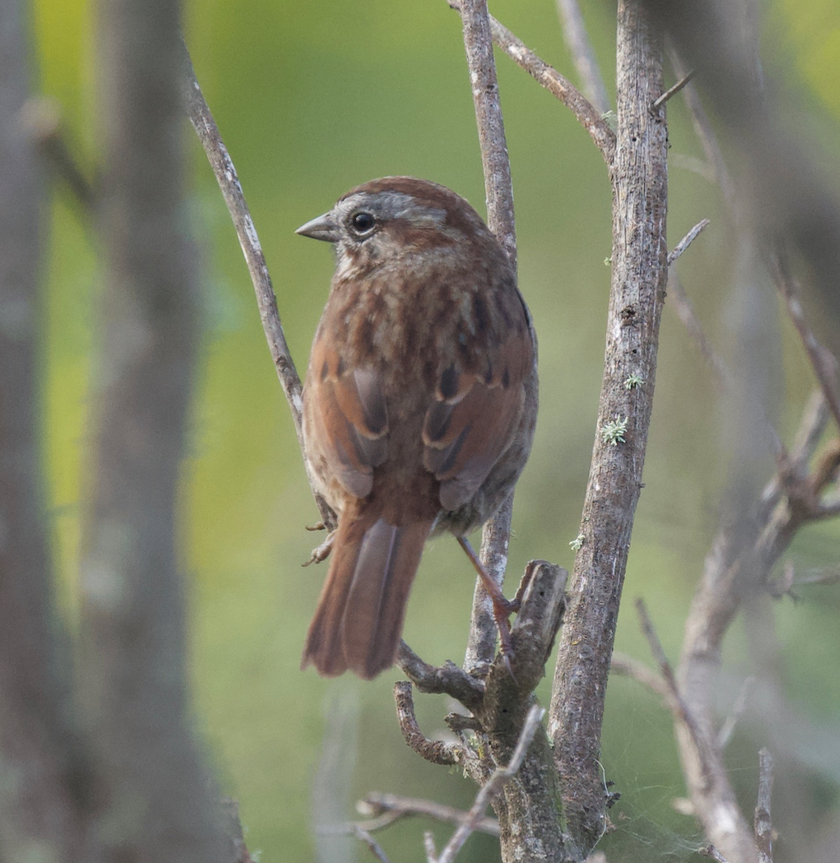 Song Sparrow (rufina Group) - ML615729005