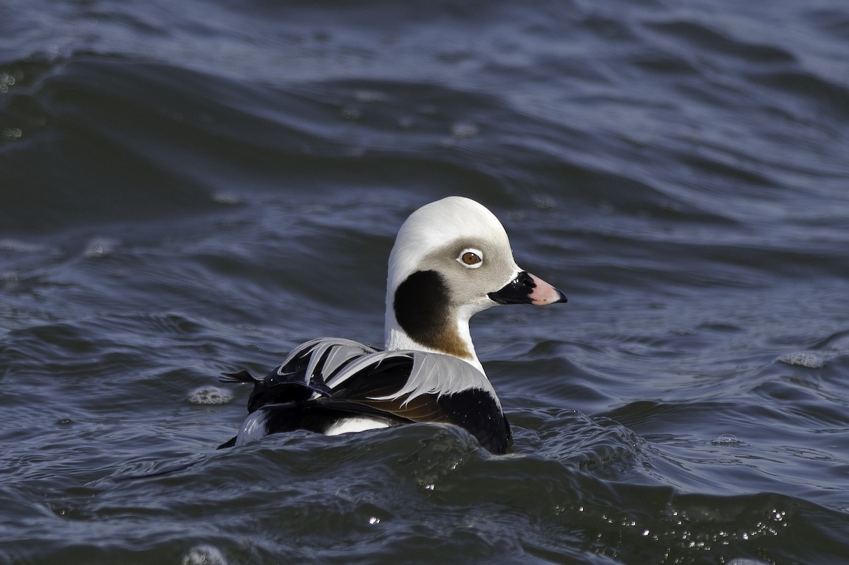 Long-tailed Duck - Marty DeAngelo