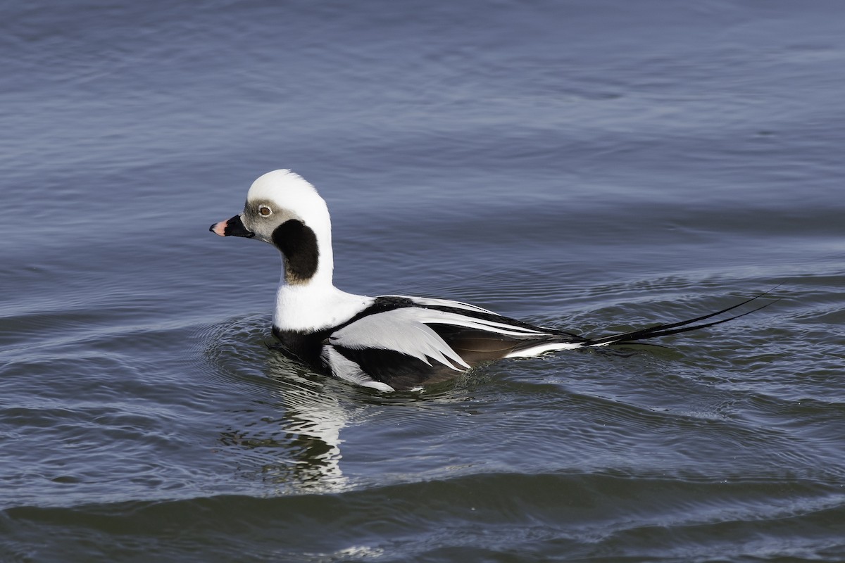 Long-tailed Duck - ML615729043