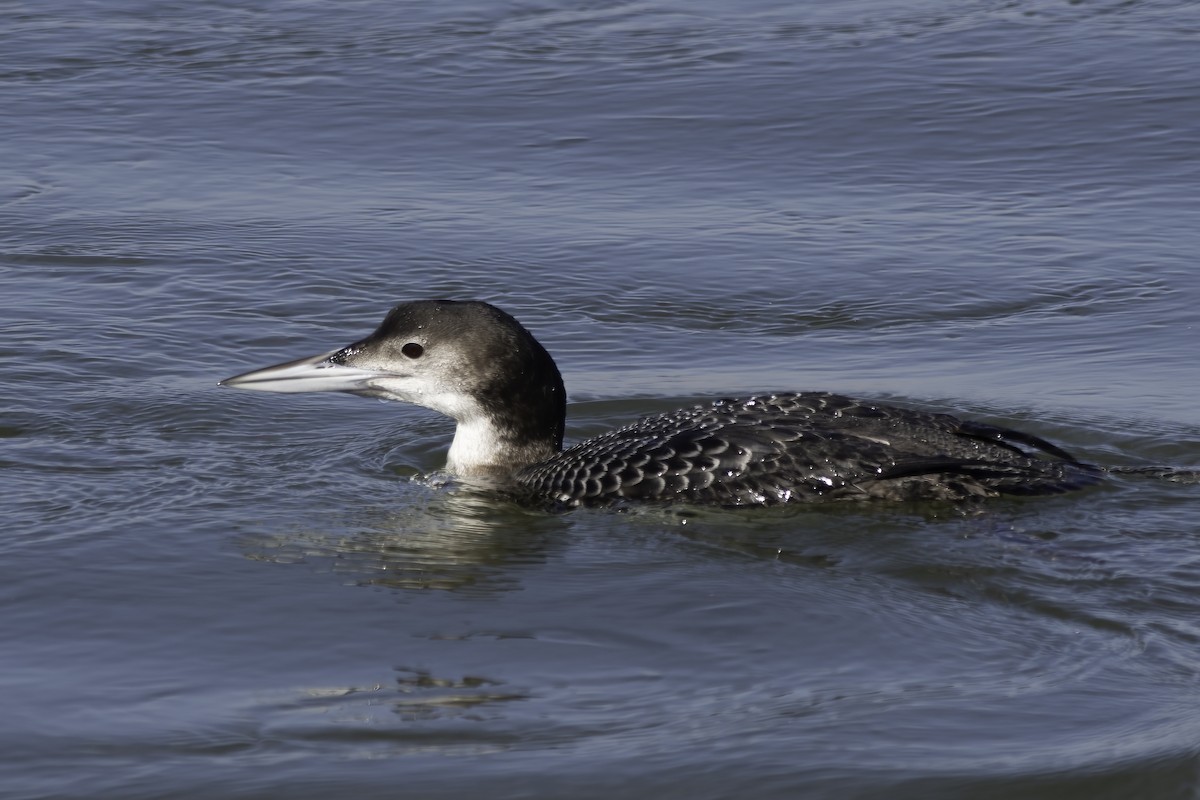 Common Loon - Marty DeAngelo